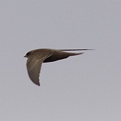 Pallid Swift  "Apus pallidus"